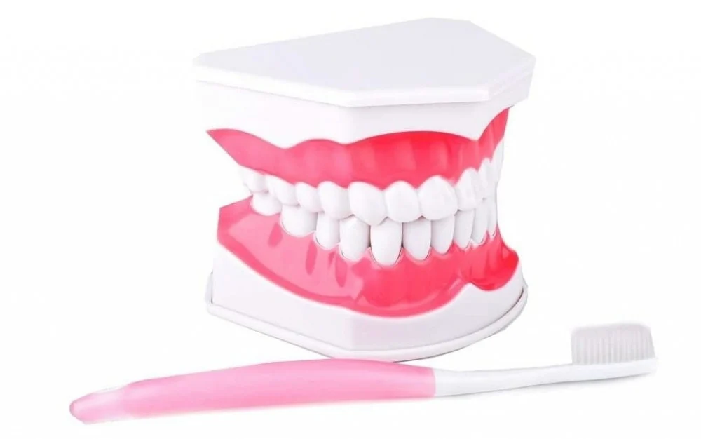 مجسم فك الأسنان | Model tooth structure